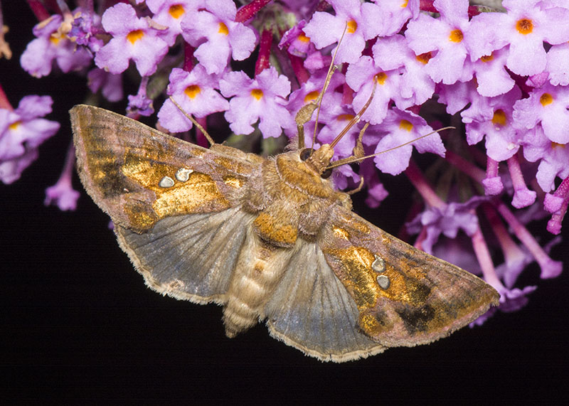 Chrysodeixis chalcites, Noctuidae